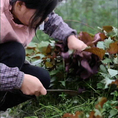 1760519949488487.gif 1760519949488487.gif